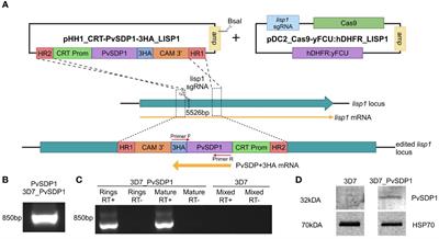 Plasmodium vivax spleen-dependent protein 1 and its role in extracellular vesicles-mediated intrasplenic infections